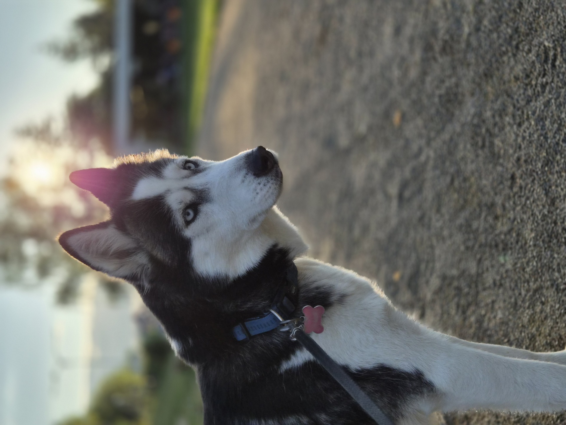 Samsung Galaxy Z Flip7