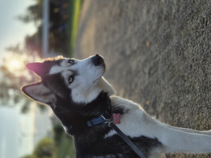 Samsung Galaxy Z Flip7