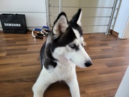 Samsung Galaxy Z Fold3