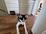 Samsung Galaxy Z Fold3