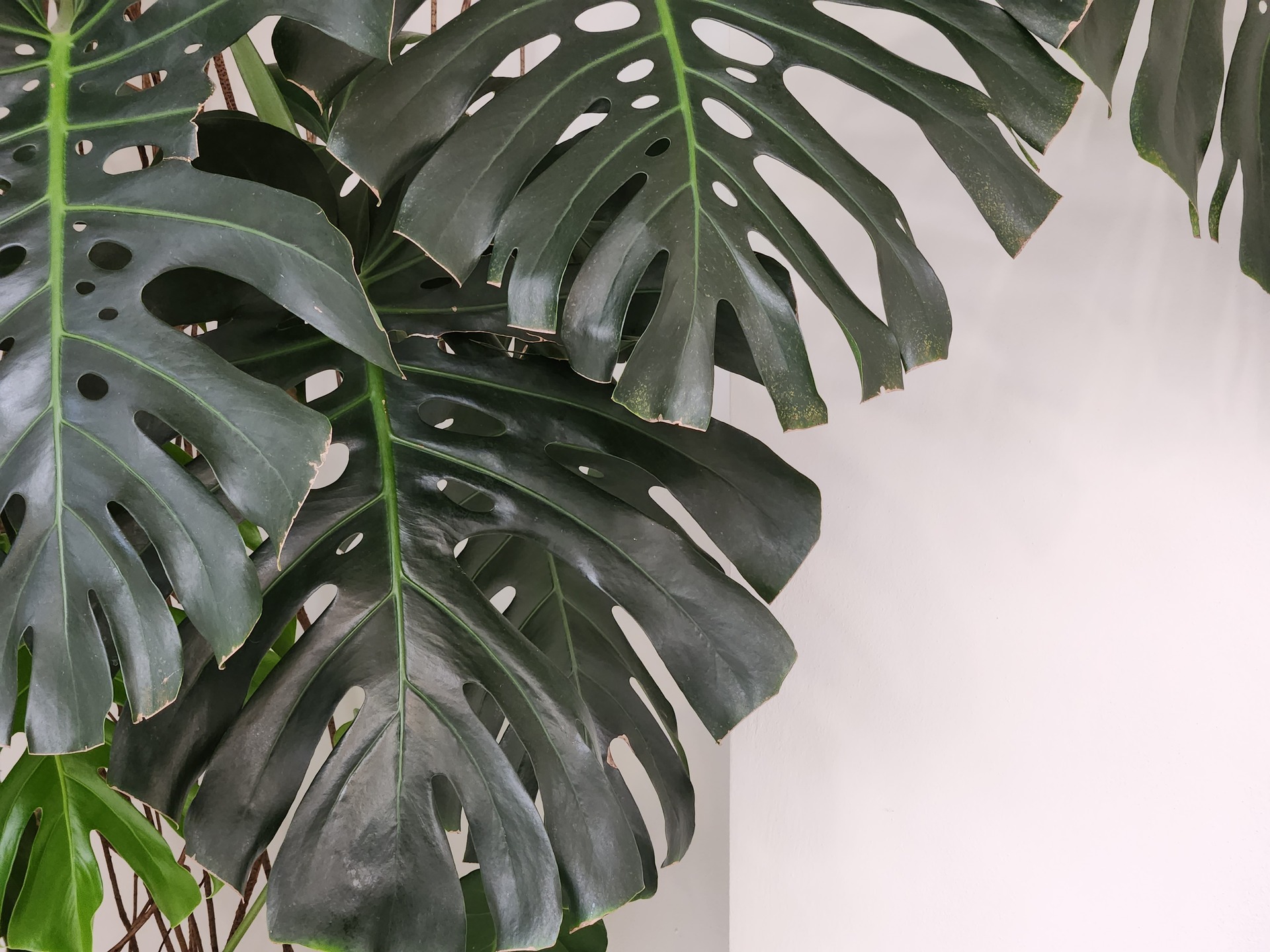 Samsung Galaxy Z Fold4