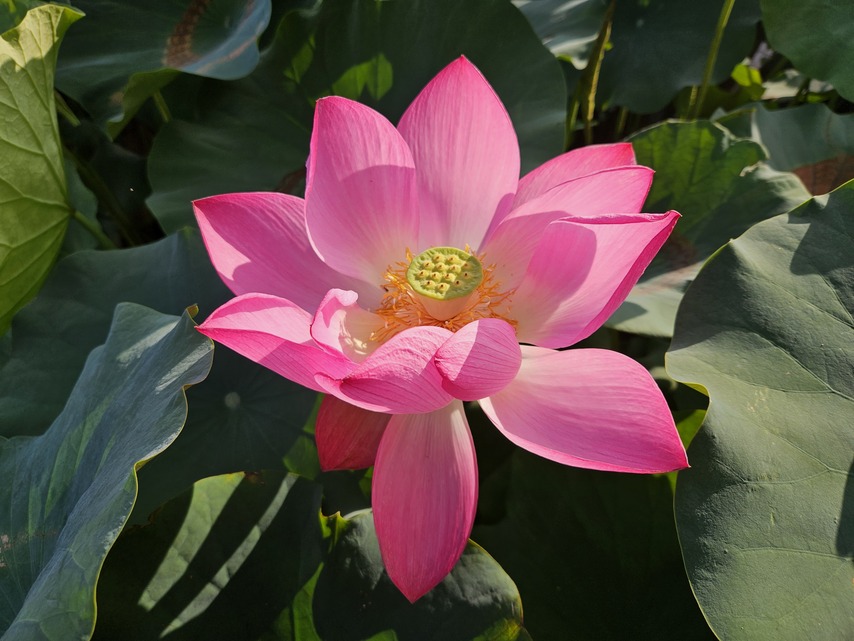 Samsung Galaxy Z Fold5