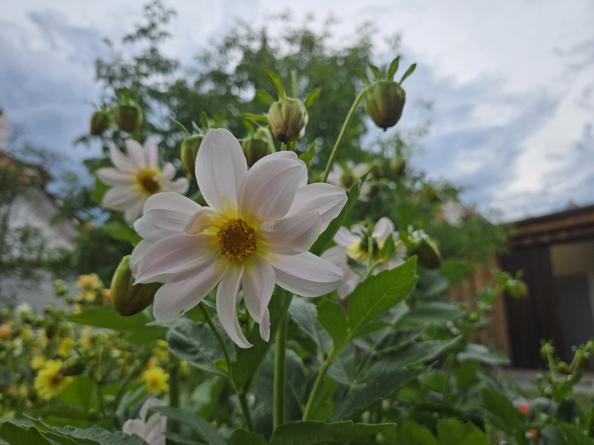 Samsung Galaxy Z Fold6