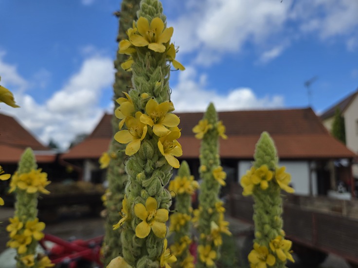 Samsung Galaxy Z Fold6
