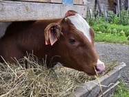 Samsung Galaxy Z Fold6