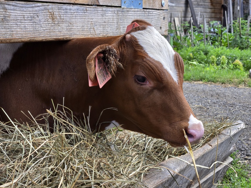 Samsung Galaxy Z Fold6