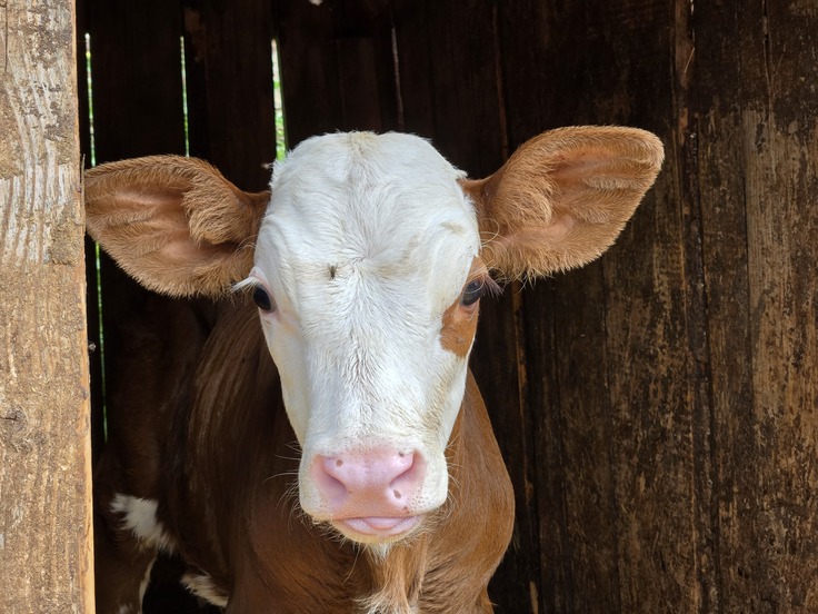 Samsung Galaxy Z Fold6