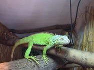 Samsung Galaxy Z Fold7