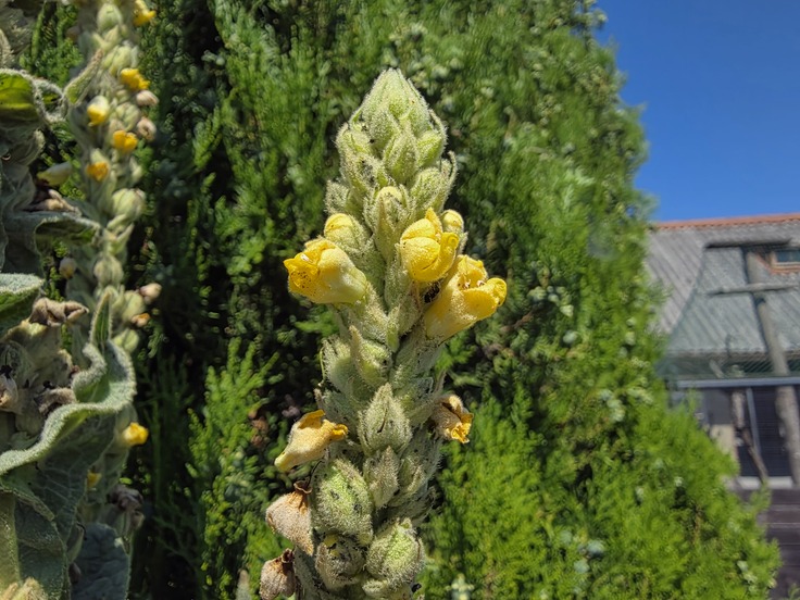 Samsung Galaxy Z Fold7