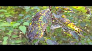 Huawei Mate 50 Pro 4K 60 FPS