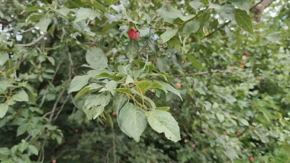 HTC U23 Pro 4K 30 FPS