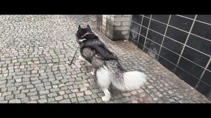 Oppo Find X9 4K 60 FPS