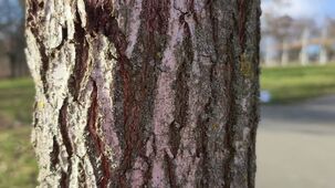 Oppo Find X9 Pro 4K 60 FPS