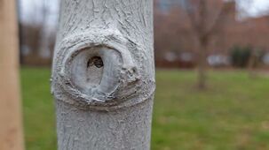 Honor Magic8 Pro 4K 60 FPS