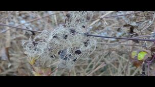 Xiaomi Redmi Note 15 Pro+ 5G 4K 30 FPS