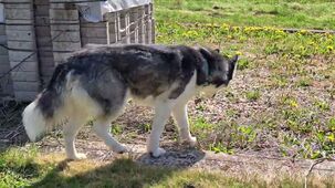 Vivo X300 Ultra 4K 60 FPS