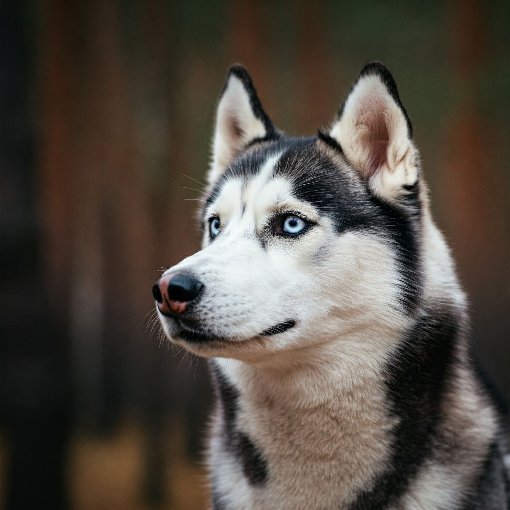 Sibiřský husky vygenerovaný pomocí Gemini Imagen 3