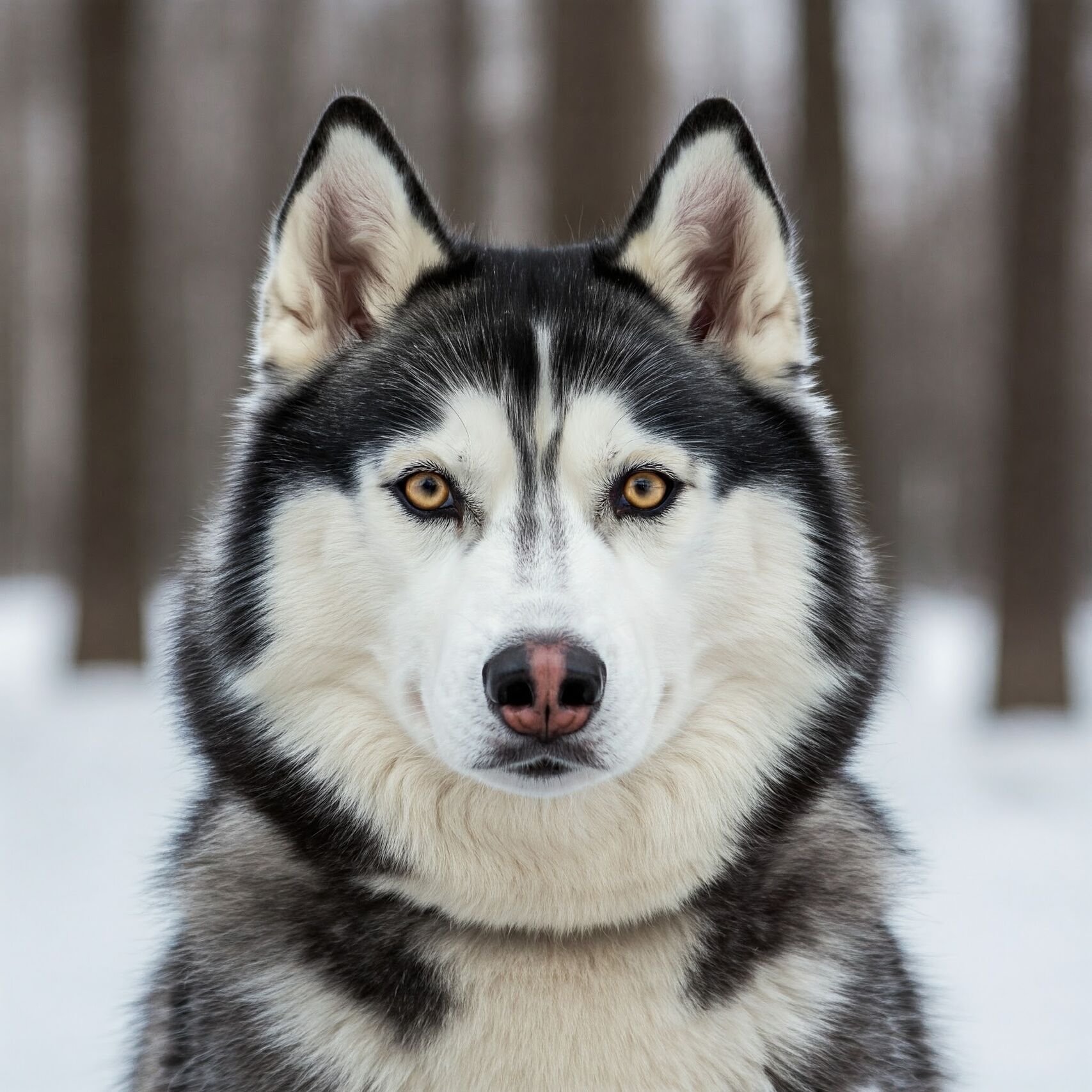 Sibiřský husky vygenerovaný pomocí Gemini Imagen 3