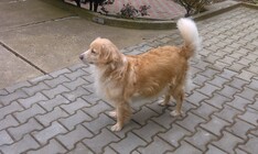 Snímek z Huawei Ascend W1