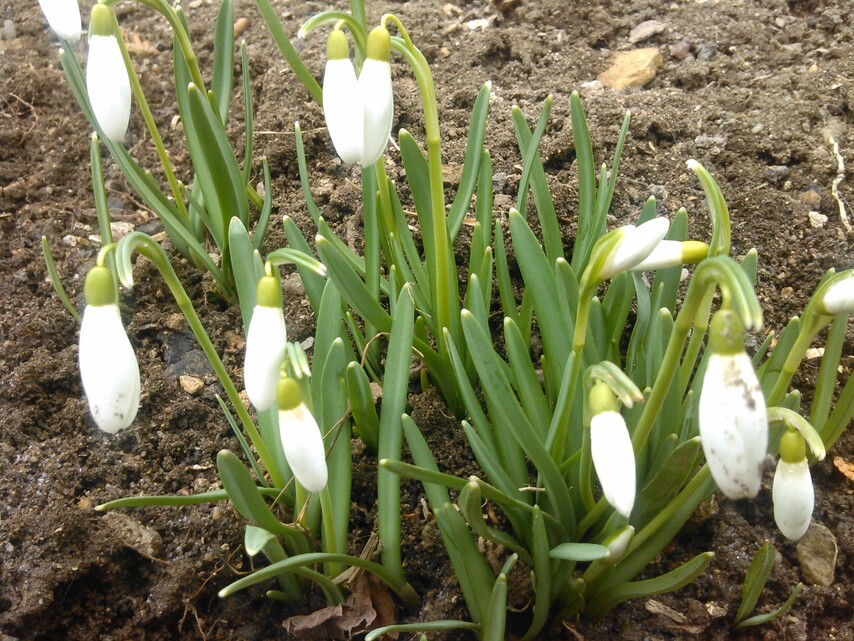 Snímek z Huawei Ascend W1