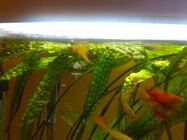 Snímek z Huawei Ascend W1