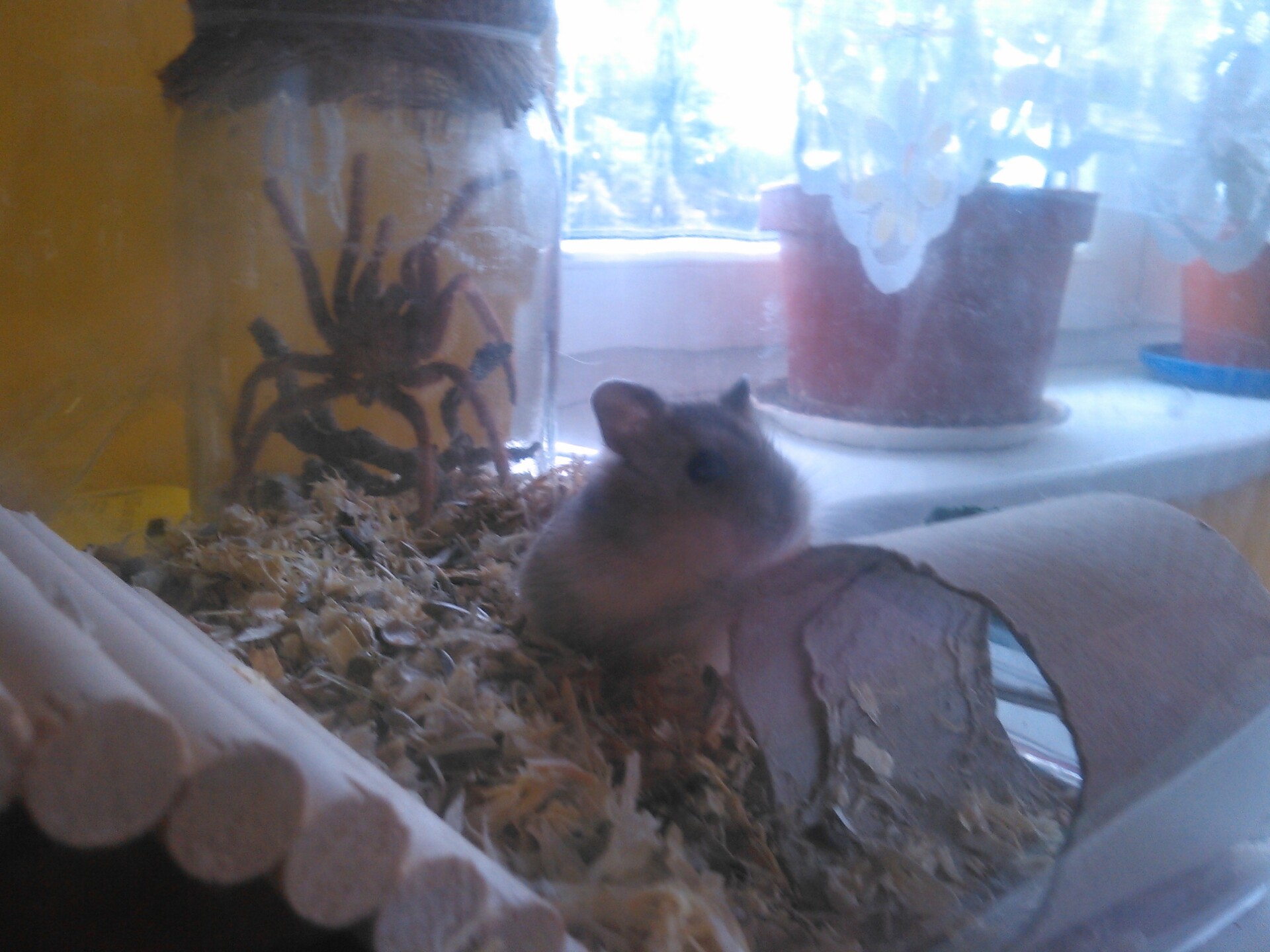 Snímek z Huawei Ascend W1