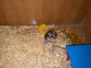 Snímek z Huawei Ascend W1