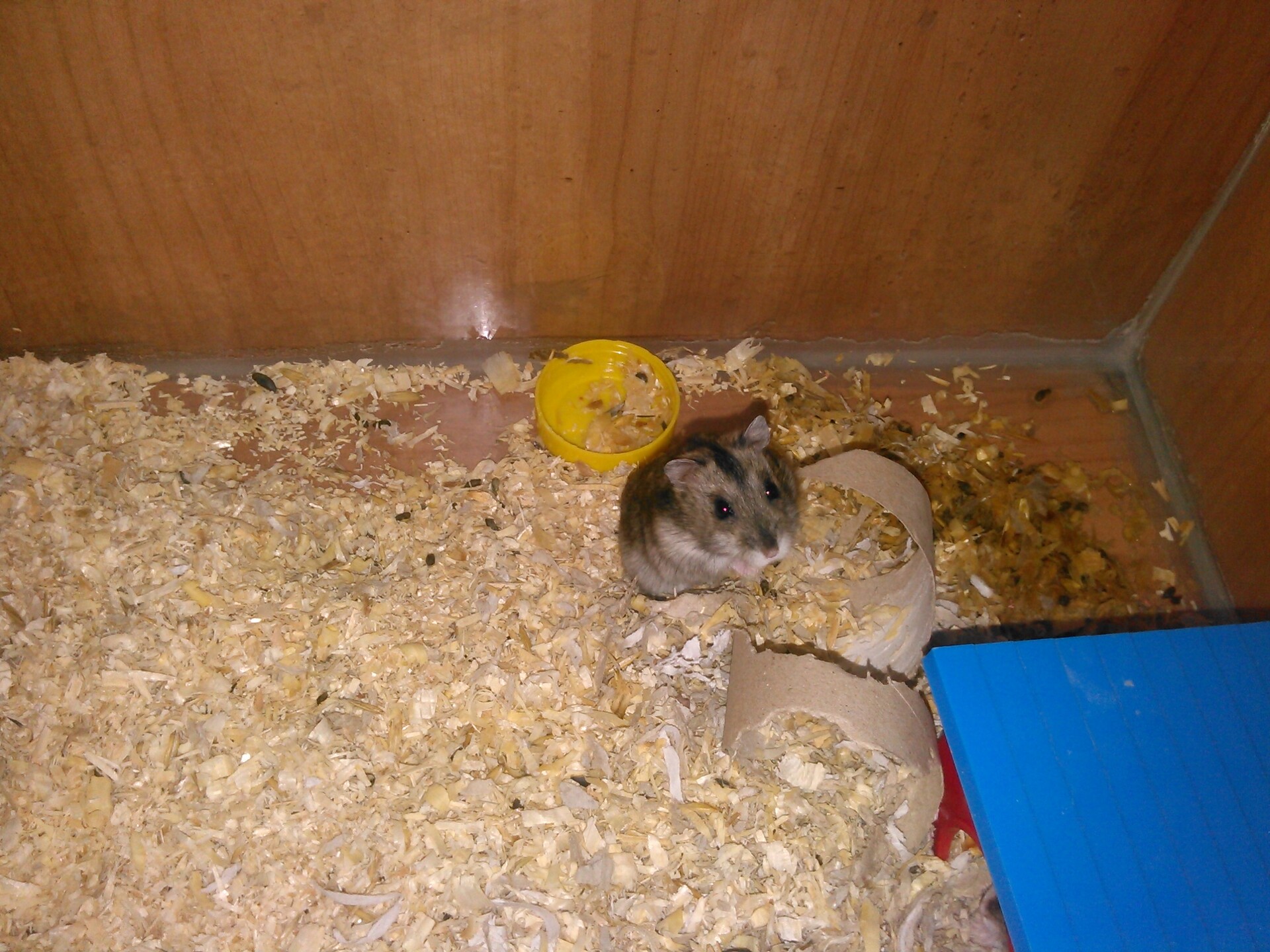 Snímek z Huawei Ascend W1