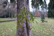 Sony CyberShot DSC-RX100 VII