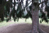 Sony CyberShot DSC-RX100 VII