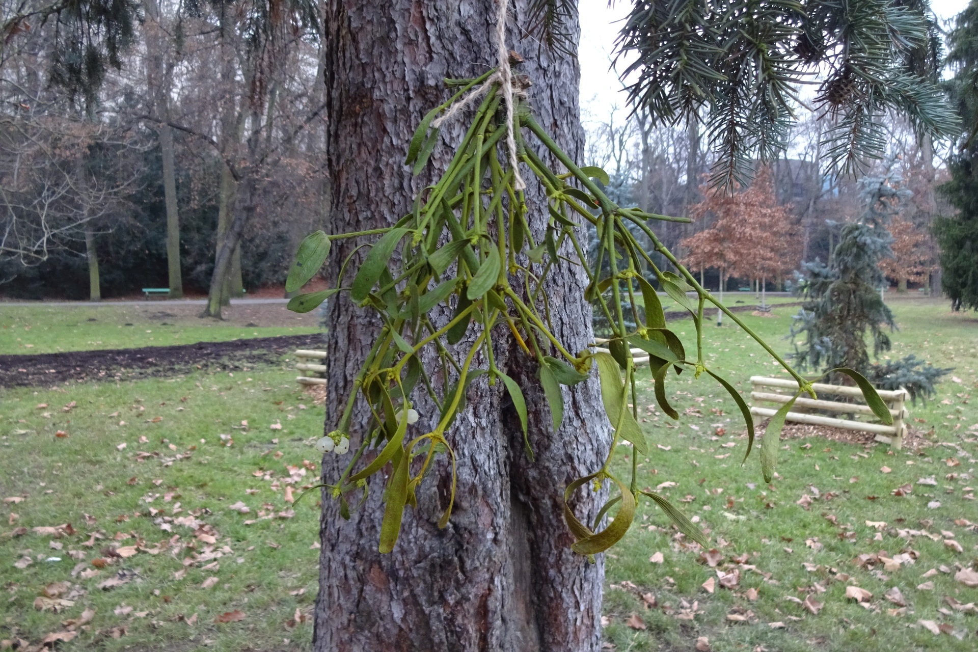 Sony CyberShot DSC-WX220