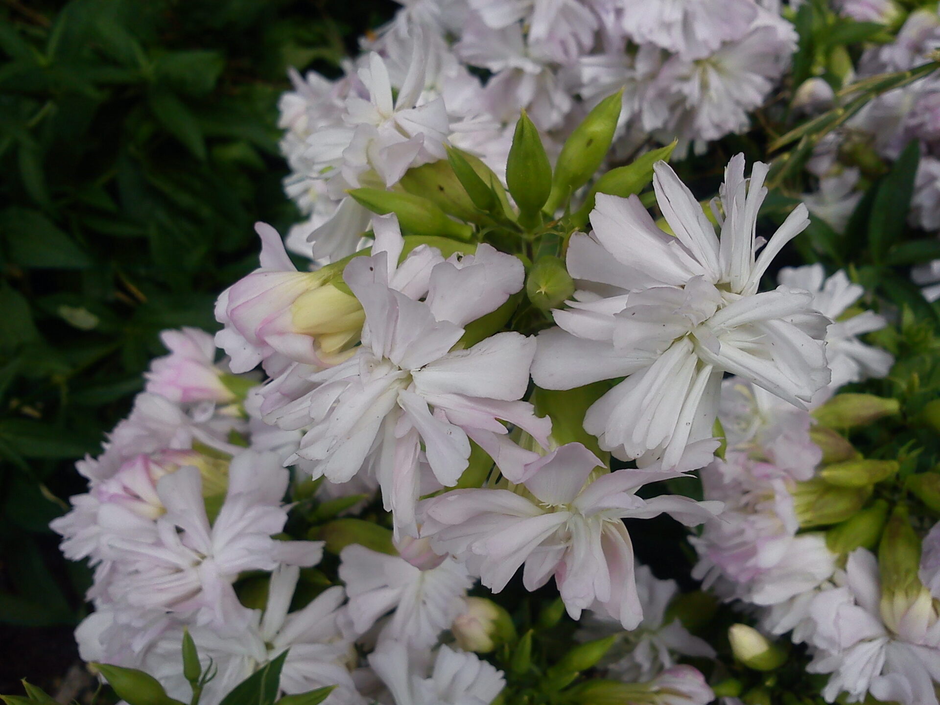 Sony Ericsson J20i Hazel 