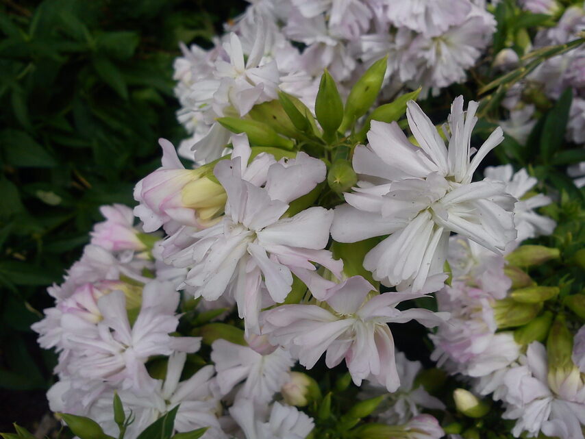 Sony Ericsson J20i Hazel 