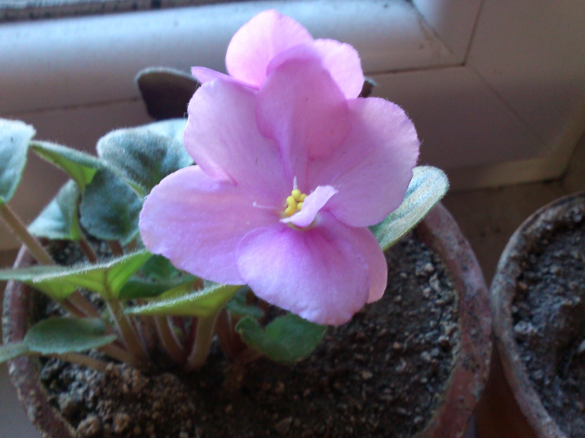 Sony Ericsson Live with Walkman