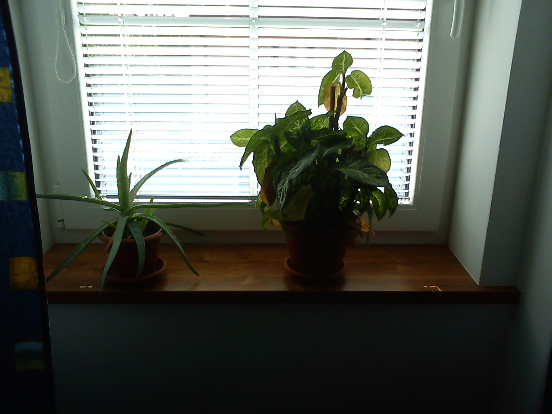 Sony Ericsson txt pro