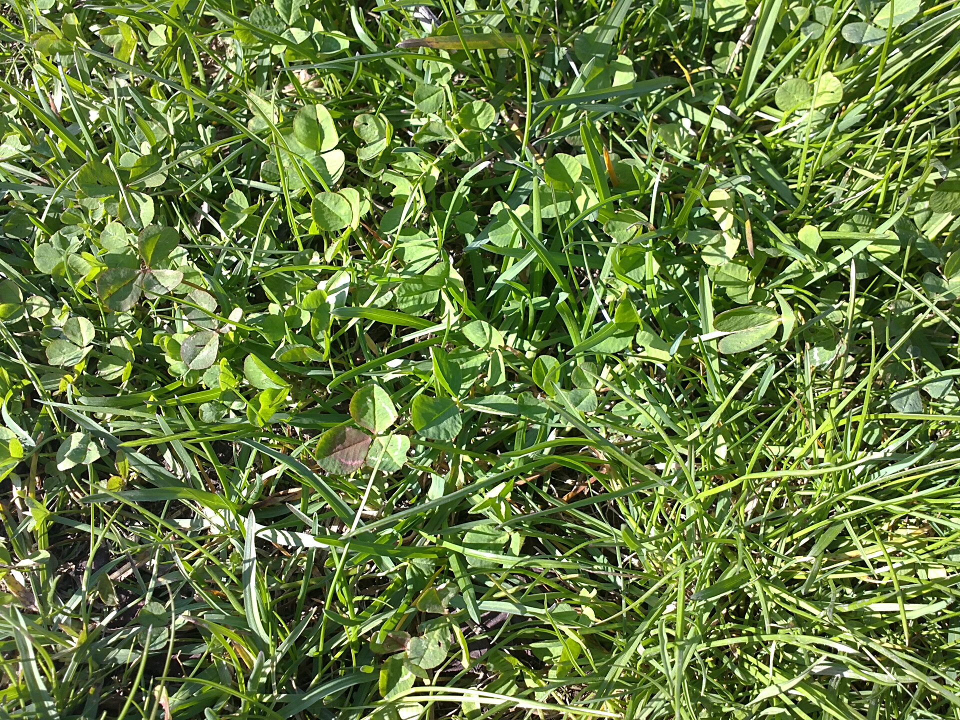 Sony Ericsson U5i Vivaz