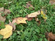 Sony Ericsson Xperia active