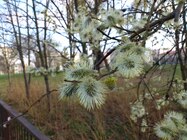 Sony Ericsson Xperia arc