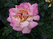 Sony Ericsson Xperia arc