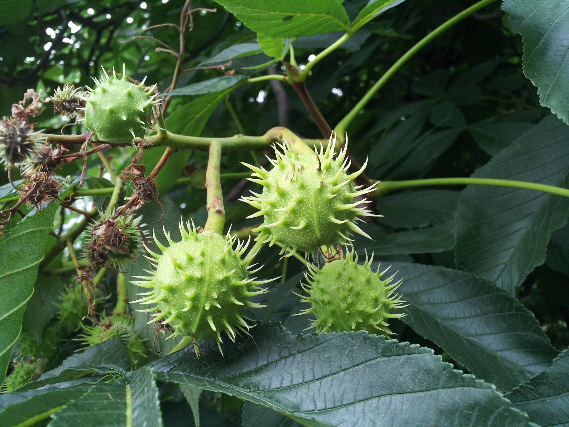 Sony Ericsson Xperia arc