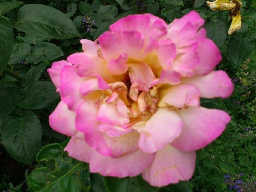 Sony Ericsson Xperia arc