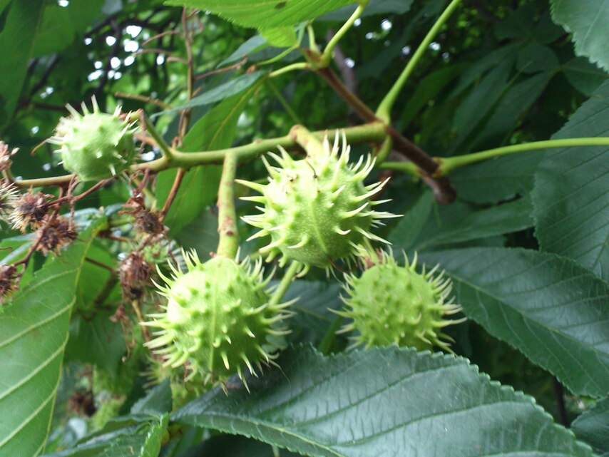 Sony Ericsson Xperia arc