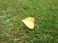 Sony Ericsson Xperia mini