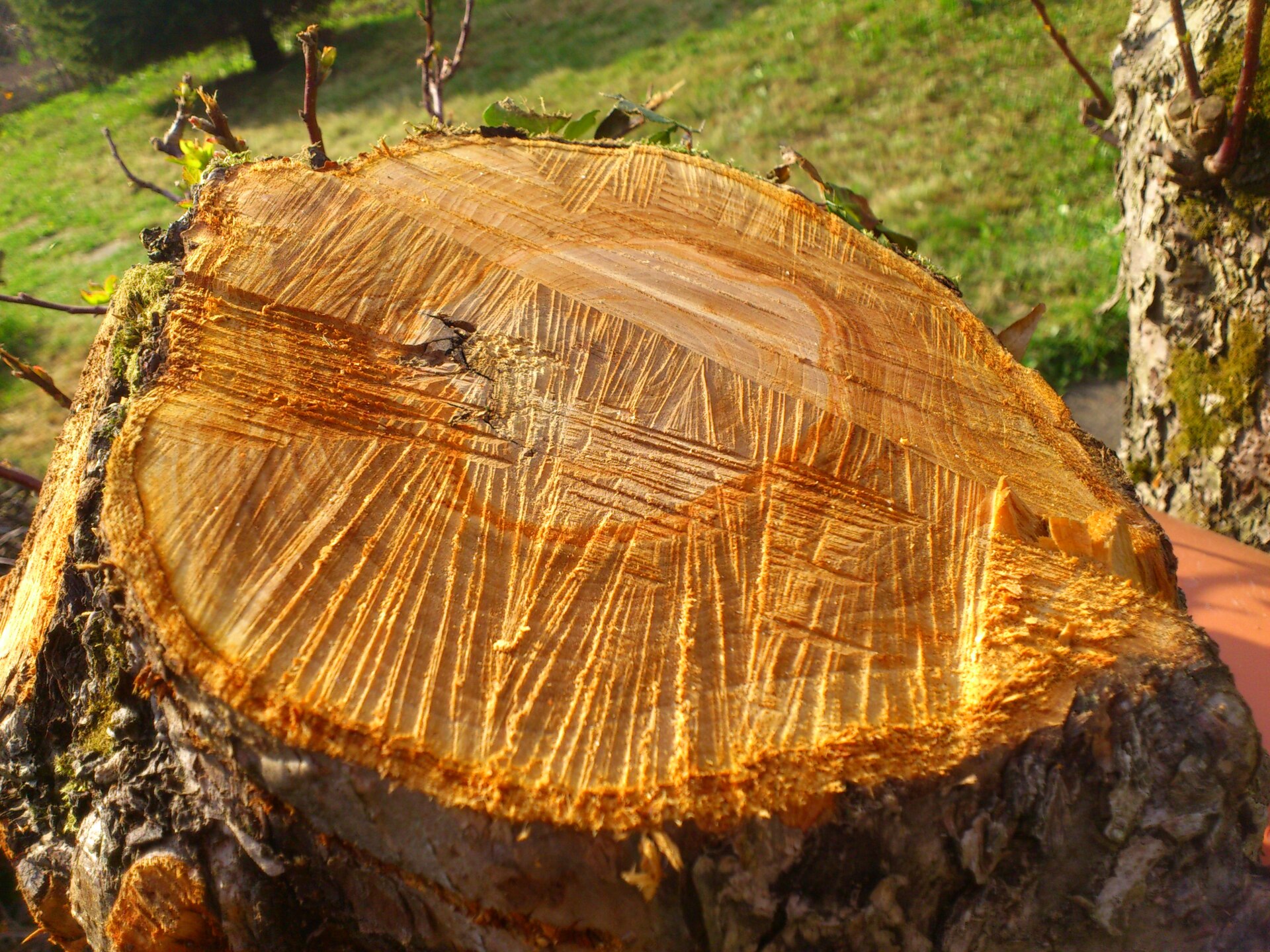 Sony Ericsson Xperia neo