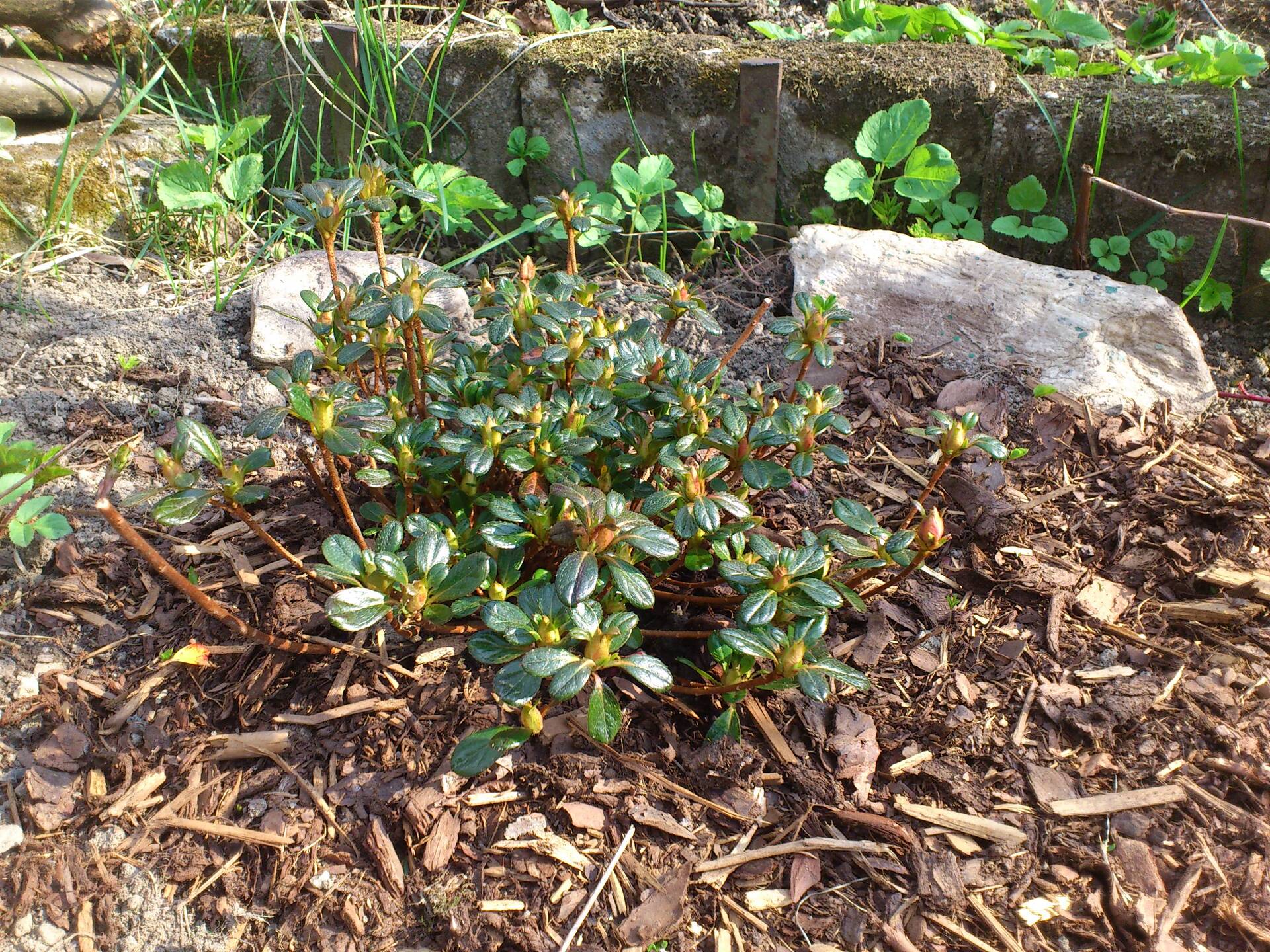 Sony Ericsson Xperia neo