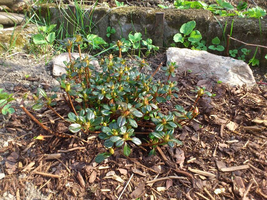 Sony Ericsson Xperia neo