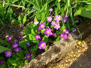 Sony Ericsson Xperia neo