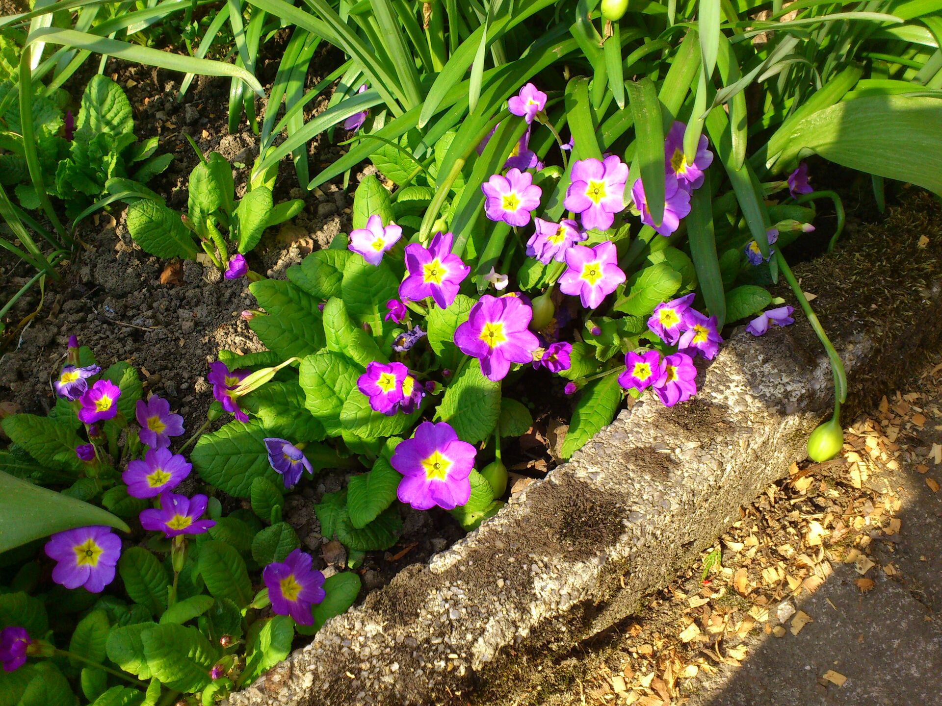 Sony Ericsson Xperia neo