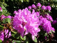 Sony Ericsson Xperia neo