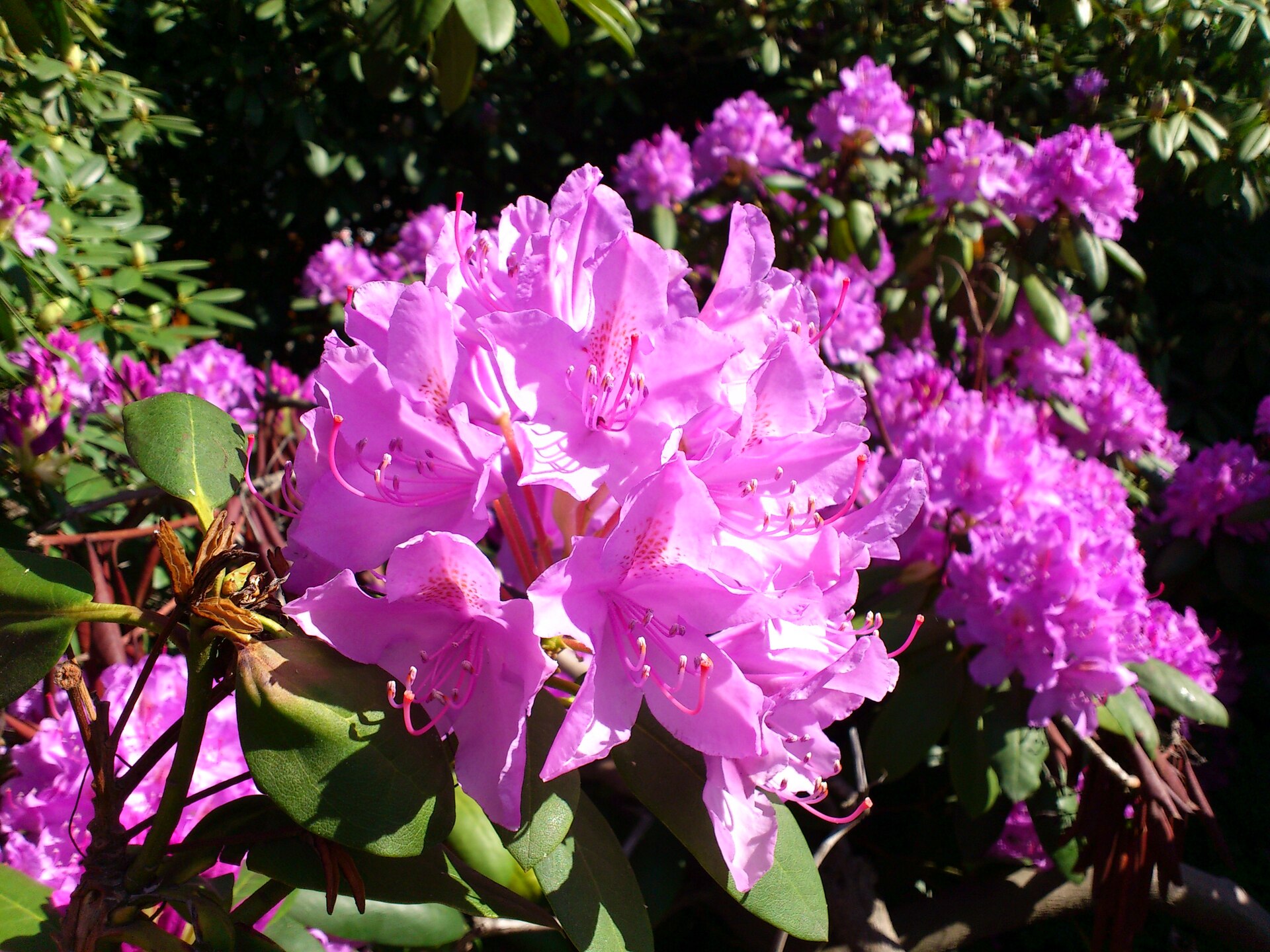 Sony Ericsson Xperia neo